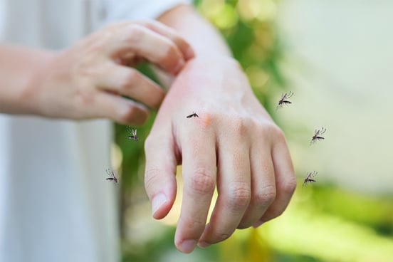 ทำไมยุงลายหน้าฝน เป็นภัยร้ายต้องระวังเป็นพิเศษ